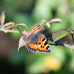 Small Tortoiseshell