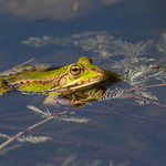 Green frog