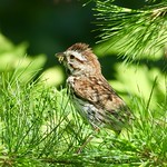 Song sparrow.