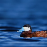 The water feels so good on a sunny night - Ruddy Duck
