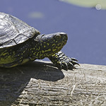 Cistude d'Europe (Emys orbicularis)