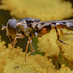 IMGP2499 Thick-legged Hoverfly - Syritta pipiens