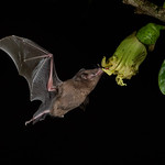 Pallas's Long-tongued Bat CR1_7332.jpg