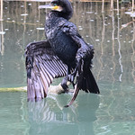 Ol' Blue Eyes is back