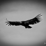 Condor