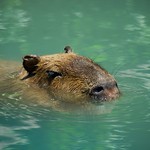 Capybara