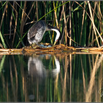 Western Grebe Egg Check 4109