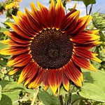 &ldquo;Beaming with happiness, the sunflower brings me its warmth and joy!&rdquo;