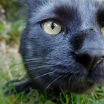 random cat encounter