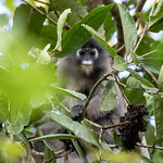 Dusky Leaf Monkey