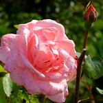 Munich - Rose Blossom and Bud