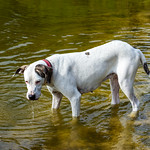 Nugget's Day At The Farm