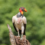 King Vulture 851_1052.jpg
