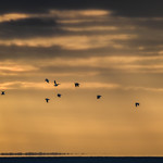 Seagulls (Larus argentatus and Larus marinus) (Explored on September 29, 2022; #422)