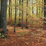 Germany / Rhineland-Palatinate - Moselle Valley