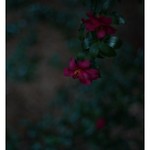 SONY ILCE‑7RM3 / Lomography New Jupiter 3+ 1.5/50 L39/M