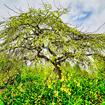 Alowyn Garden by Sony A7RIV + FE 14mm f1.8 GM