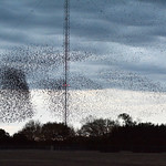 Murmuration