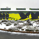 Yellow-tailed Black-cockatoo : Let's get out of here . . .