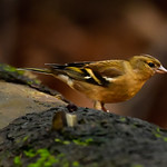 Finch | Vink | Fink &bull; eXpLoRed &bull;