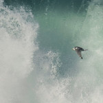 Gaivota trid&aacute;ctila | Rissa tridactyla | Black-legged Kittiwake