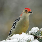 Snow, here we go again