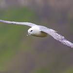 Northern fulmar (Fulmarus glacialis)