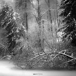 Beauty and the Bleak