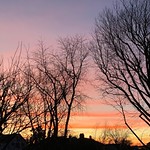 Really distinct cloud streets (I think these are horizontal convective rolls?) and lovely winter pastels today. 💗💛💙💜 #theskywhereIam #wintersky #skypics #wintertrees #cloudstreets #convectiverolls #wintersun