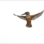 Martin-p&ecirc;cheur