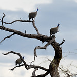 Etosha NP, Helmeted Guineafowls