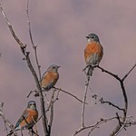 Bluebirds - Western