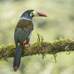Grey-breasted Mountain-Toucan 720_5972.jpg