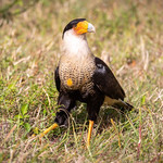 Caracara Portrait