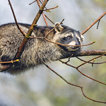 Raccoon on the tree
