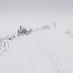 Foggy winter [1]