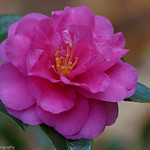 &hellip;the modern portrait photographer should strive, with the help of his own feeling for light, to express himself in a completely personal manner....