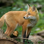 Red Fox