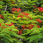 Poinciana in bloom