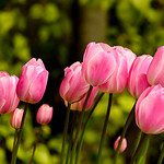Tulips reaching for the sun!