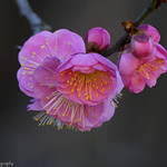 For us the camera is a tool, the extension of our eye, not a pretty little mechanical toy. It is sufficient that we should feel at ease with the camera best adapted for our purpose....