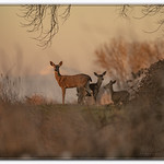 BlacktailDeer_06