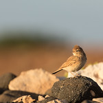 Ammomanes cincturus, Bar-tailed Lark, Rosse woestijnleeuwerik