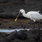 L&ouml;ffler (Eurasian spoonbill).
