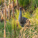 Sandhill Crane #1 - 2021-05-01