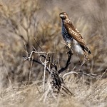 Young Red-tail Hawk On Interesting Old Perch (Explored)