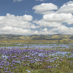 Wildflower Scene, Carrizo Plain