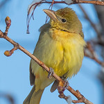 Summer Tanager