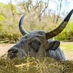 Portrait Hungarian Grey Cattle