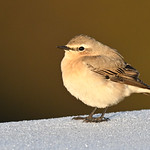Frosty Wheatear